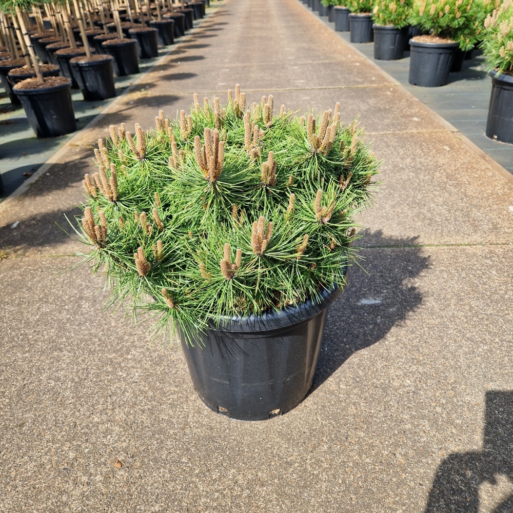 Picture of Pinus densiflora Jane Kluis C25 50/+