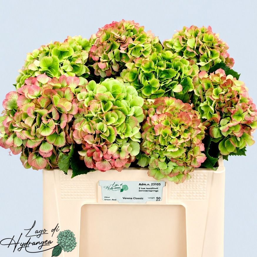 Hydrangea Verena Classic Pink 50cm 16Ø
