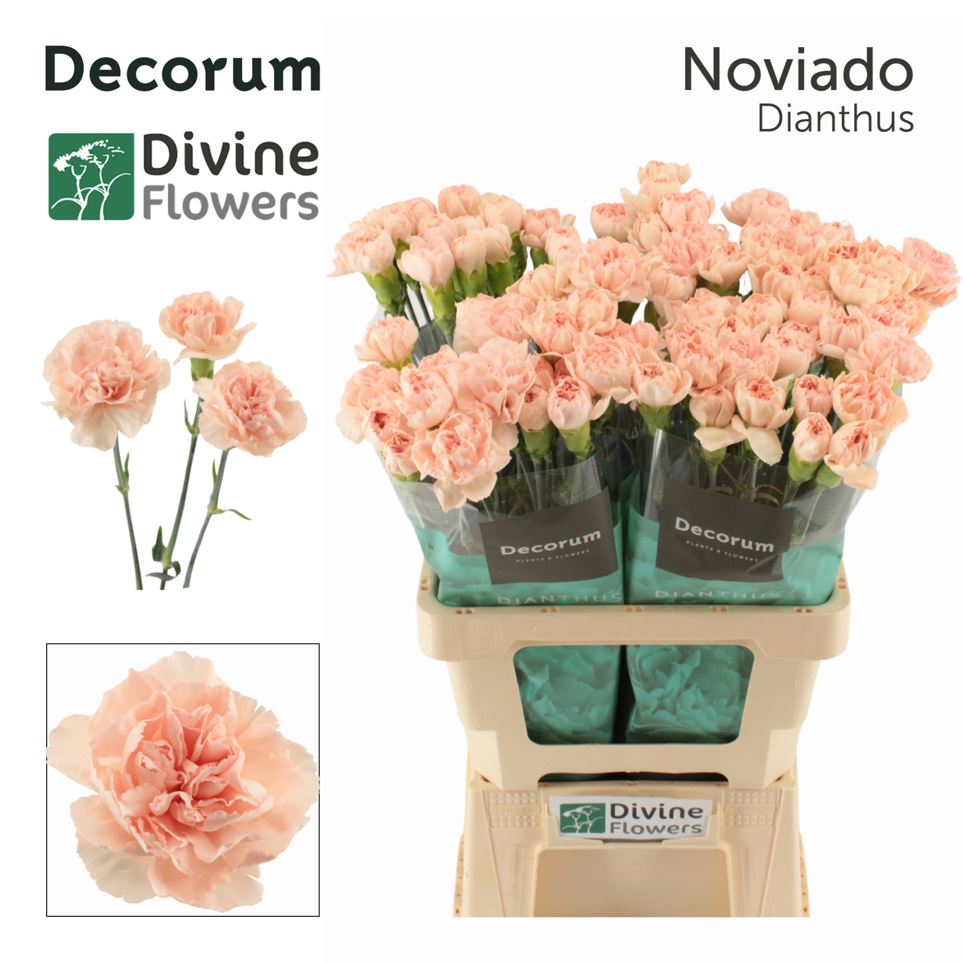 Dianthus St Noviado 60cm