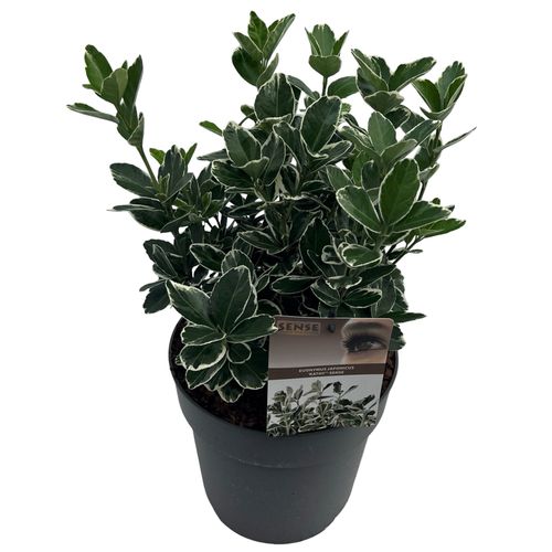 Euonymus jap. 'Kathy' sense p23 Asra