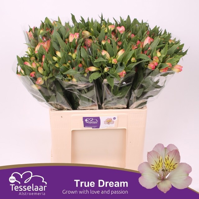 Alstr True Dream 60cm 30gram