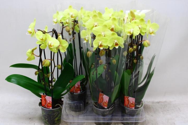 Phal El Cascade 12Ø 45cm