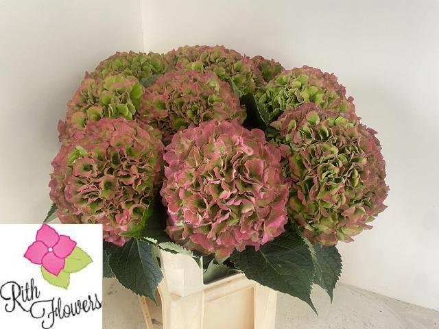 Hydrangea Verena Classic Pink 100cm 24Ø