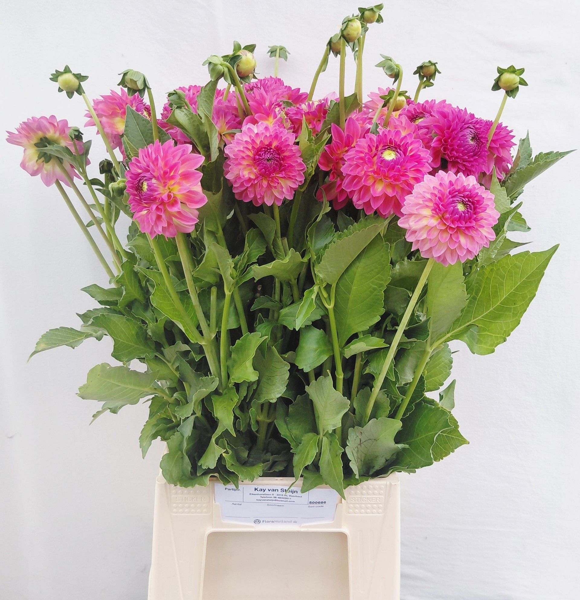 Dahlia 60cm