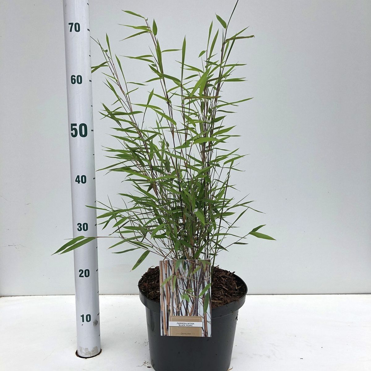 Fargesia nitida Black pearl
