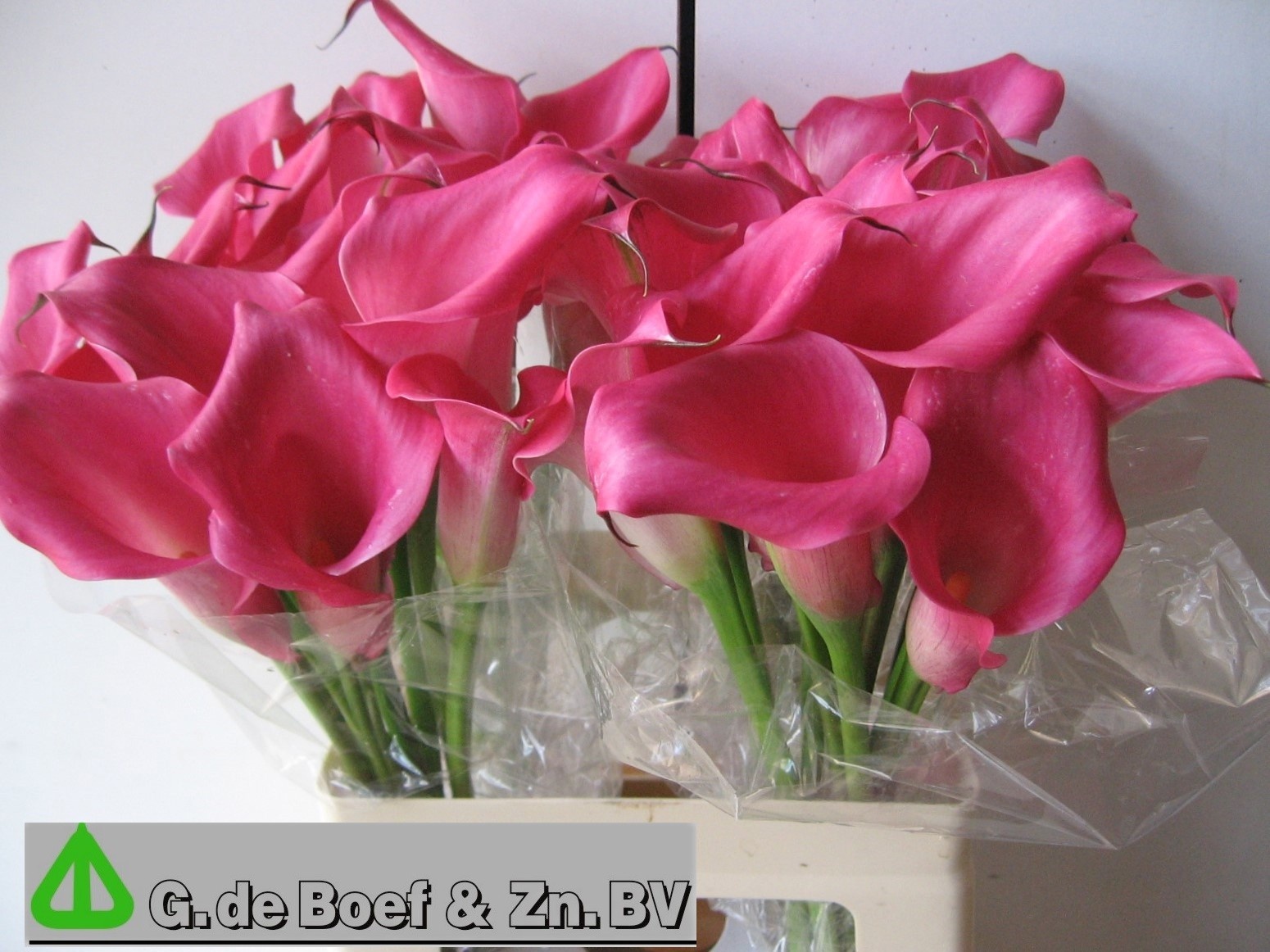 Calla Nashville 65cm