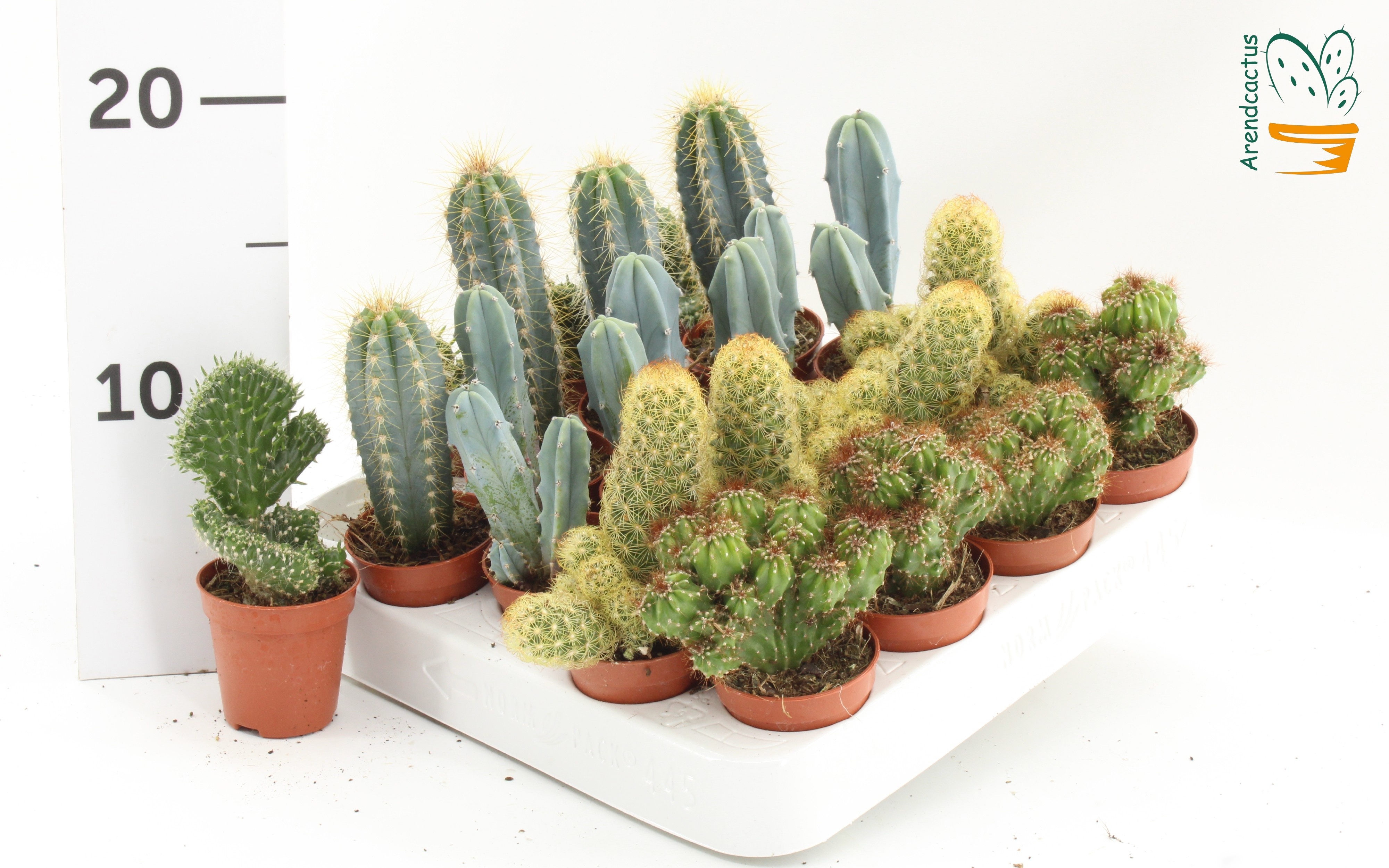 Cactus Gemengd 505Ø 10cm
