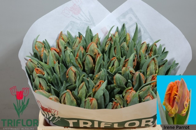 Tulipa Parrot Irene Parrot 35cm 34gram