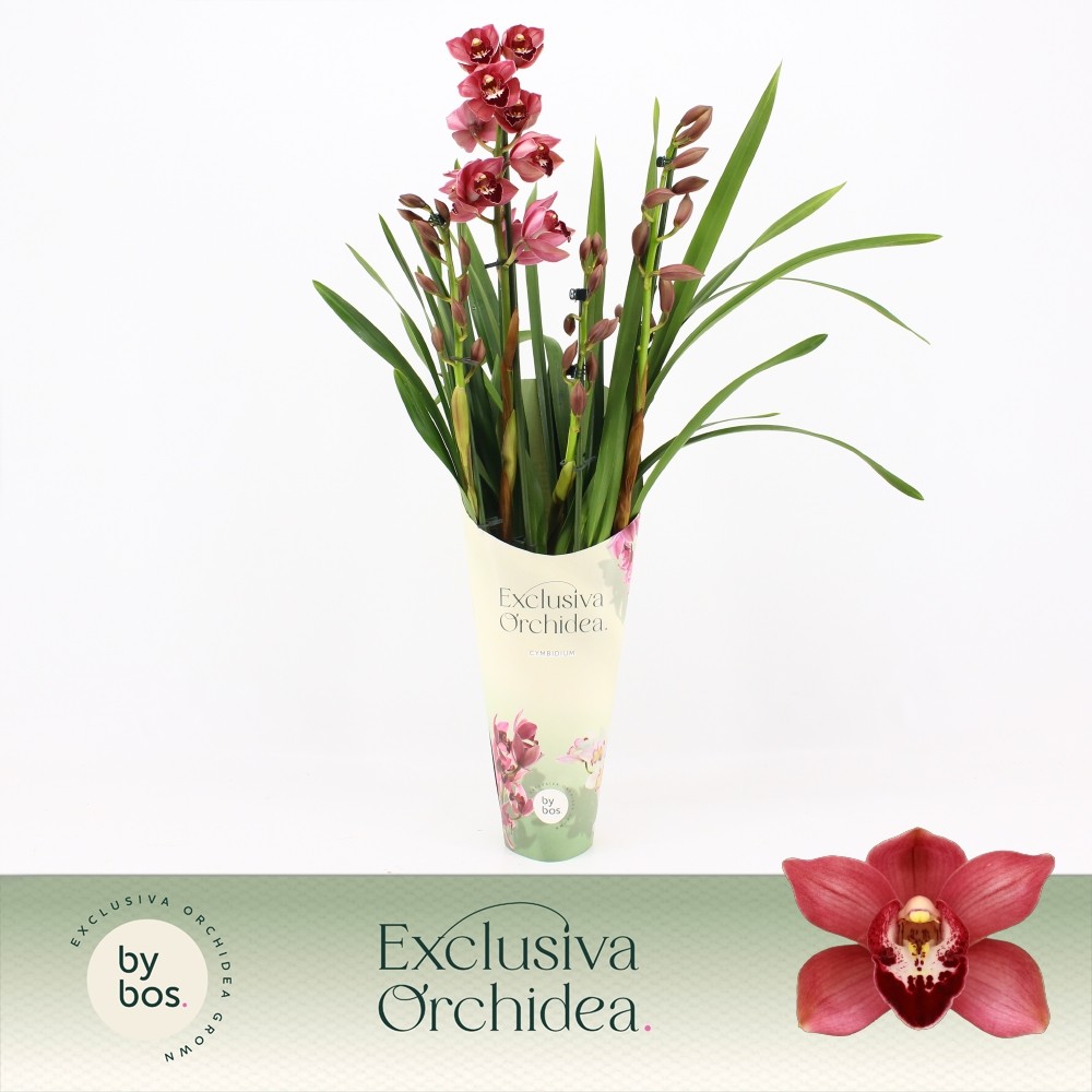 Picture of Cymbidium hybrid Jolly Red 4-Spikes Exclusiva Orchidea Potcover P12 60CM