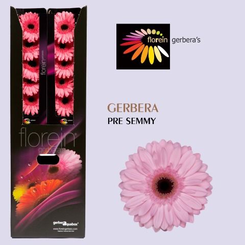 Ge Gr Pre-semmy