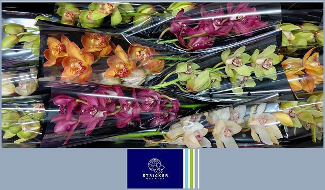 Cymbidium Asst 6bl
