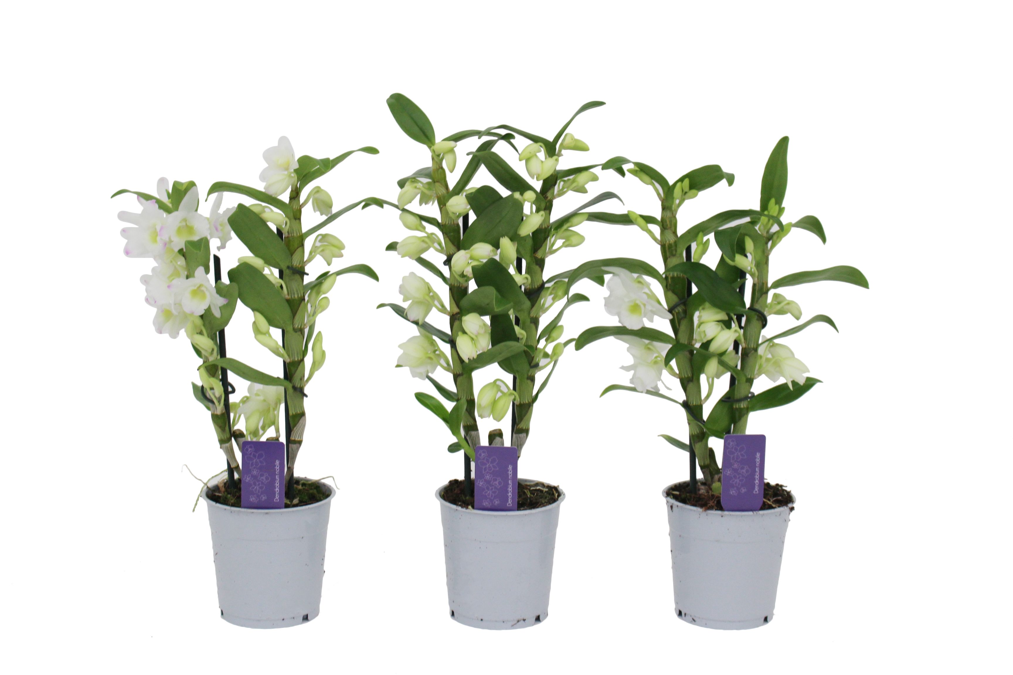 Dendrobium Nobile Cultivars 12Ø 40cm 2st
