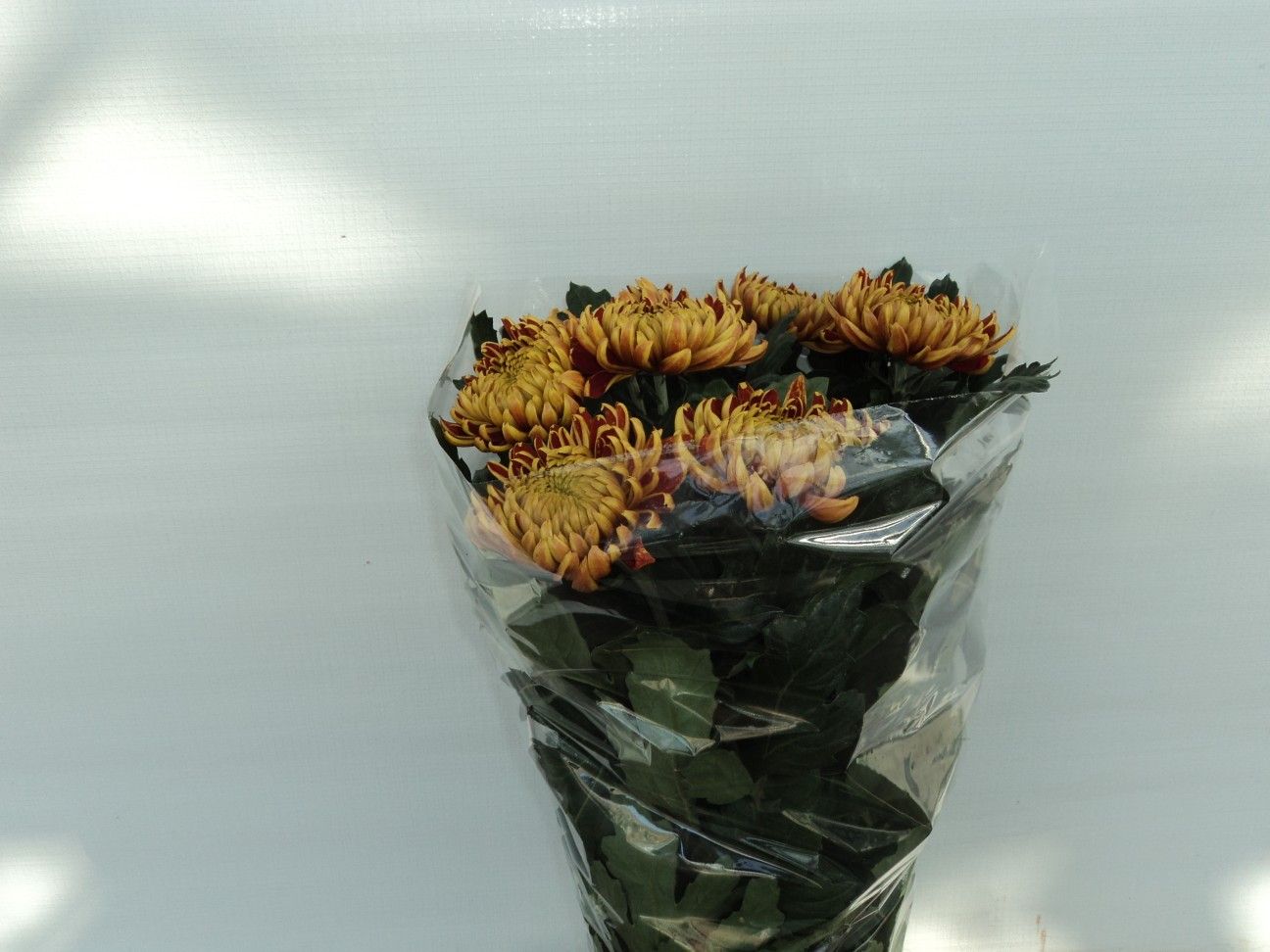Chrys Single Fuego 70cm 70gram