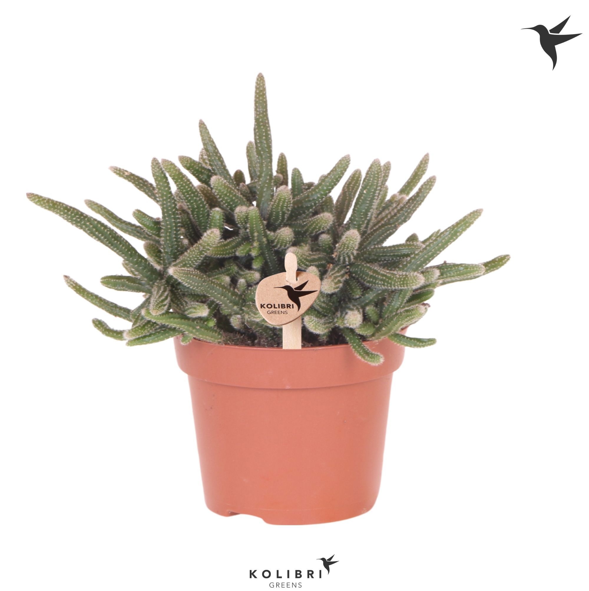 Rhipsalis Kolibri Greens Rhipsalis Baccifera Horrida