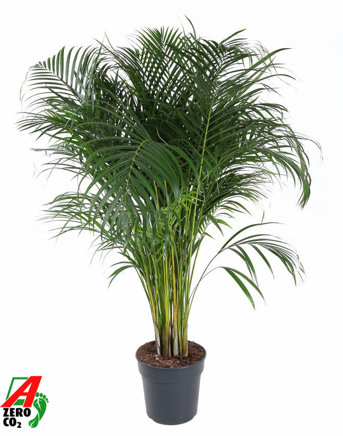 Picture of Dypsis lutescens (Areca) P27 140CM