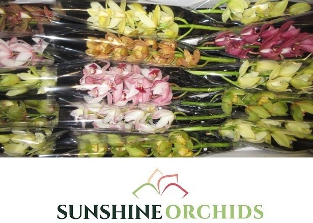 Cymbidium Asst Mini 50cm