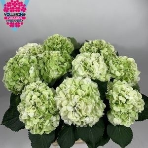 Hydrangea Schneeball Classic 60cm 20Ø