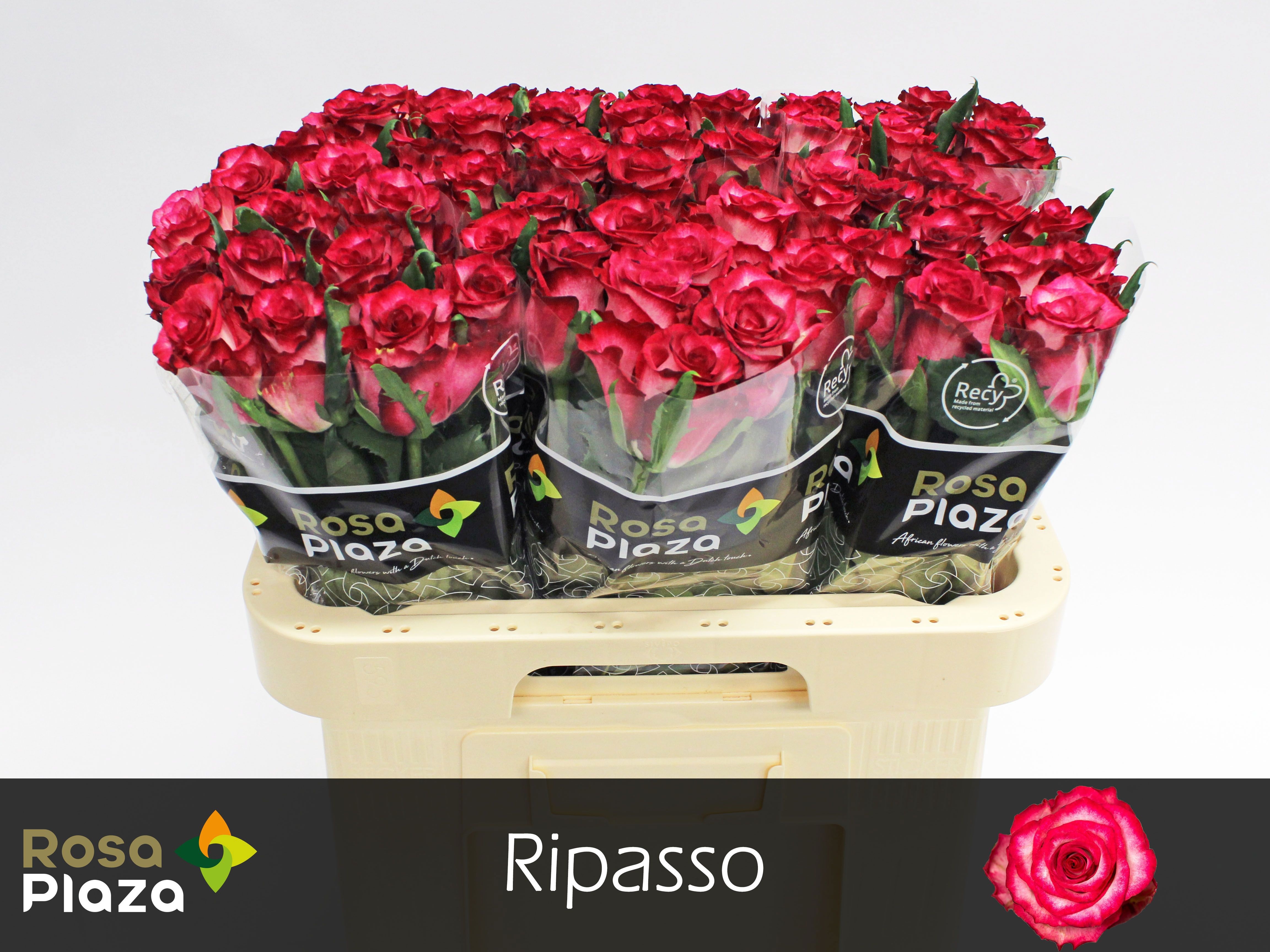 R Gr Ripasso