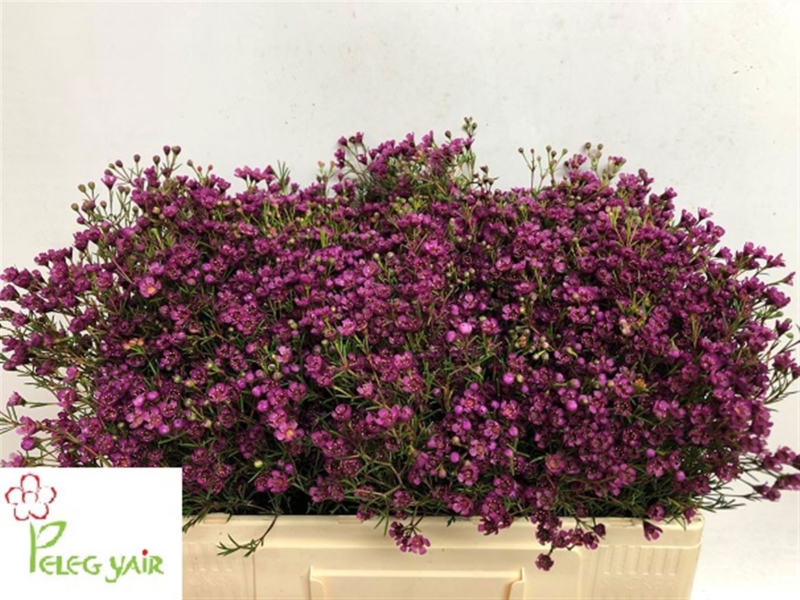 Chamelaucium Jupiter 50cm 30gram