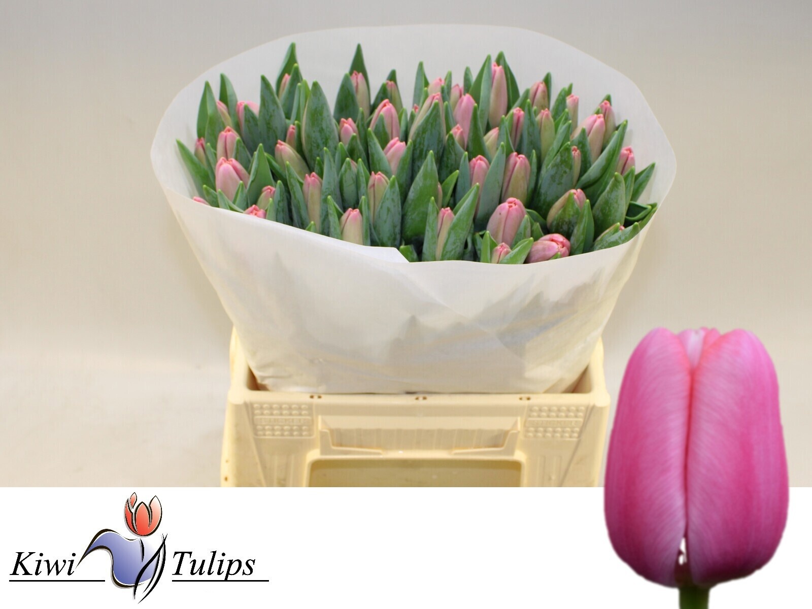 Tulipa Tresor 40cm 40gram