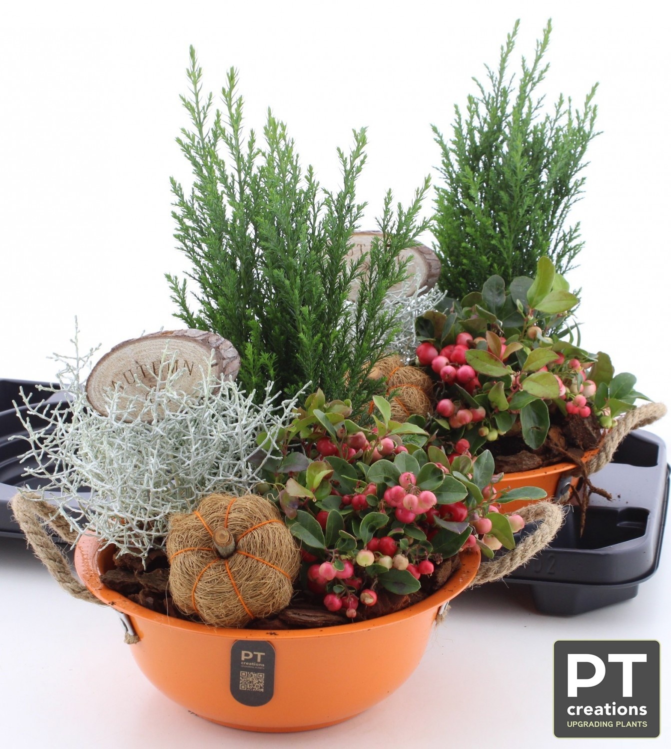 Arr Tuinplanten 24P 39cm 22bloei
