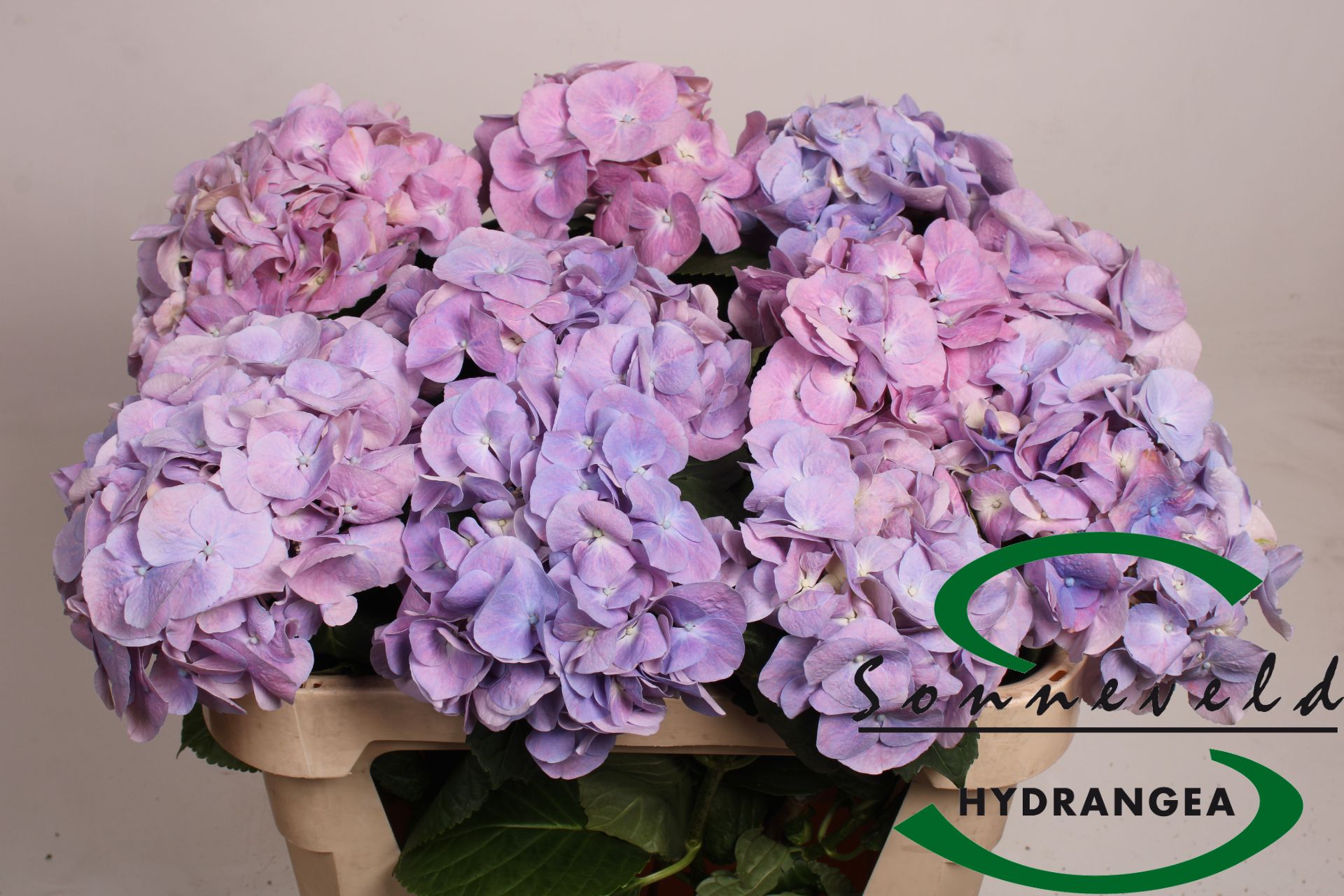 Hydr M Marsepein Bl