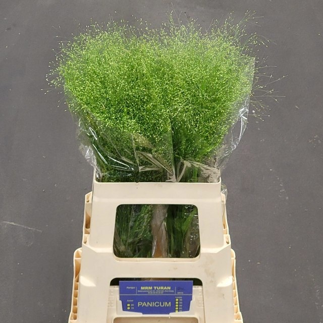 Panicum Fountain 60cm