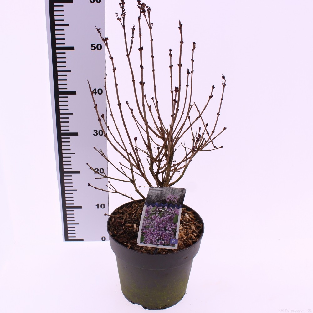 Picture of Syringa Flowerfesta Purple