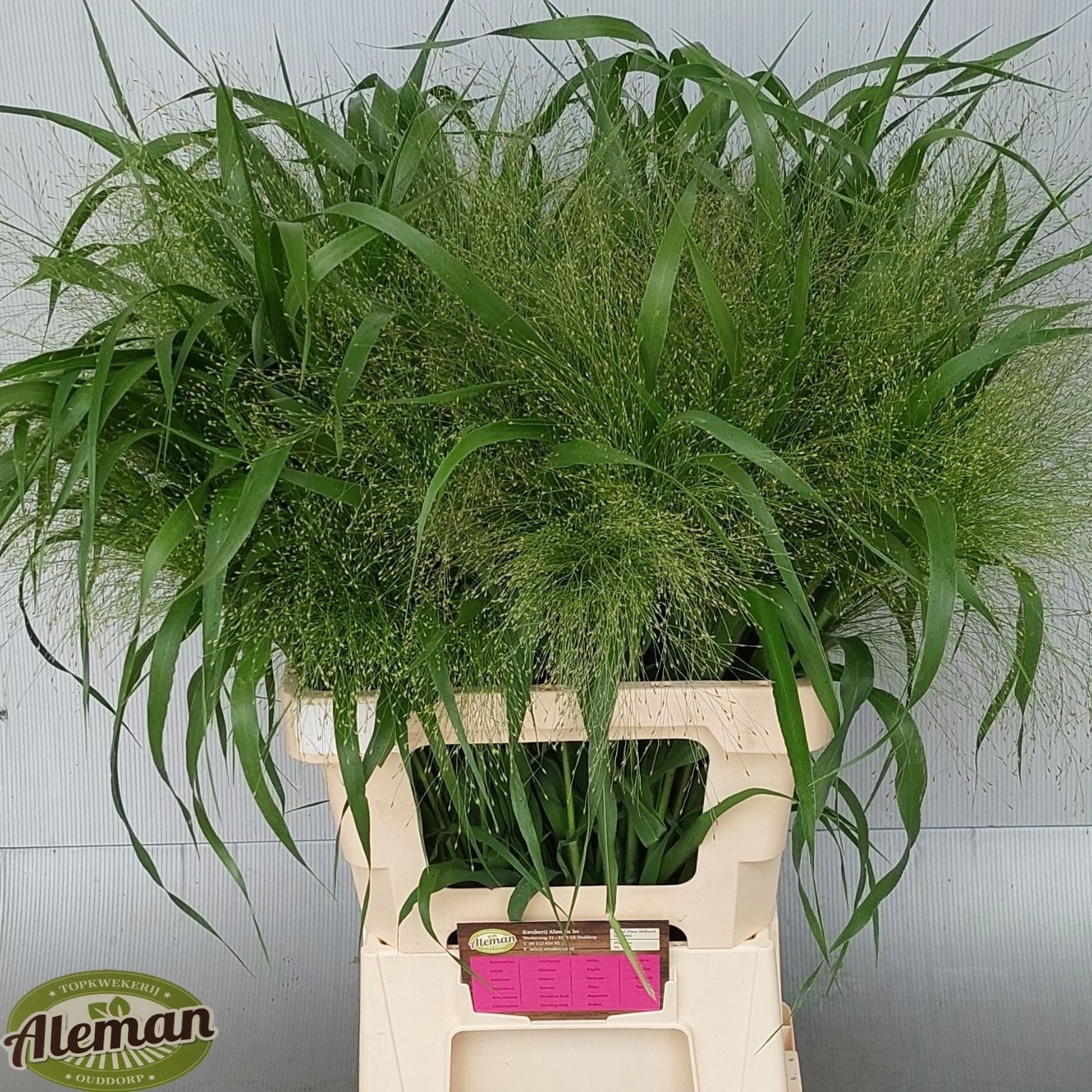 Panicum Fountain 70cm
