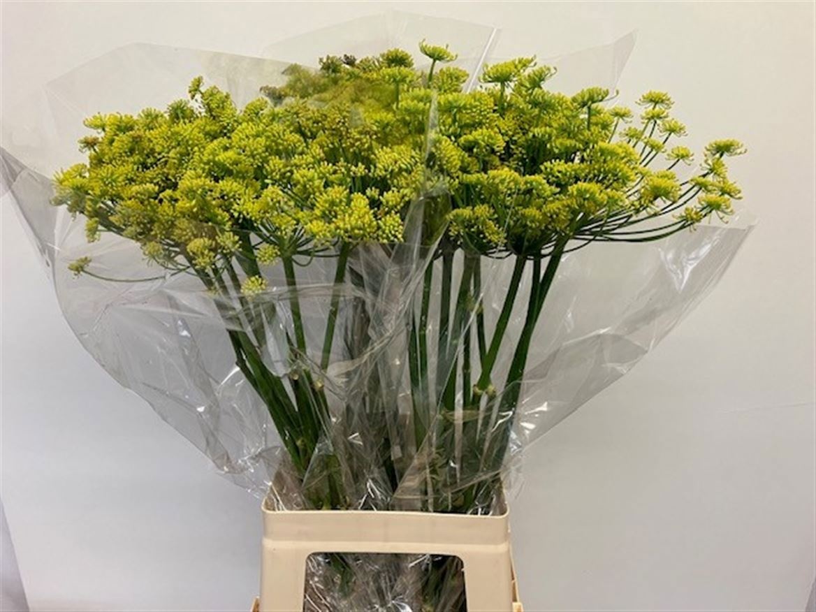 Foeniculum Vulgare 70cm