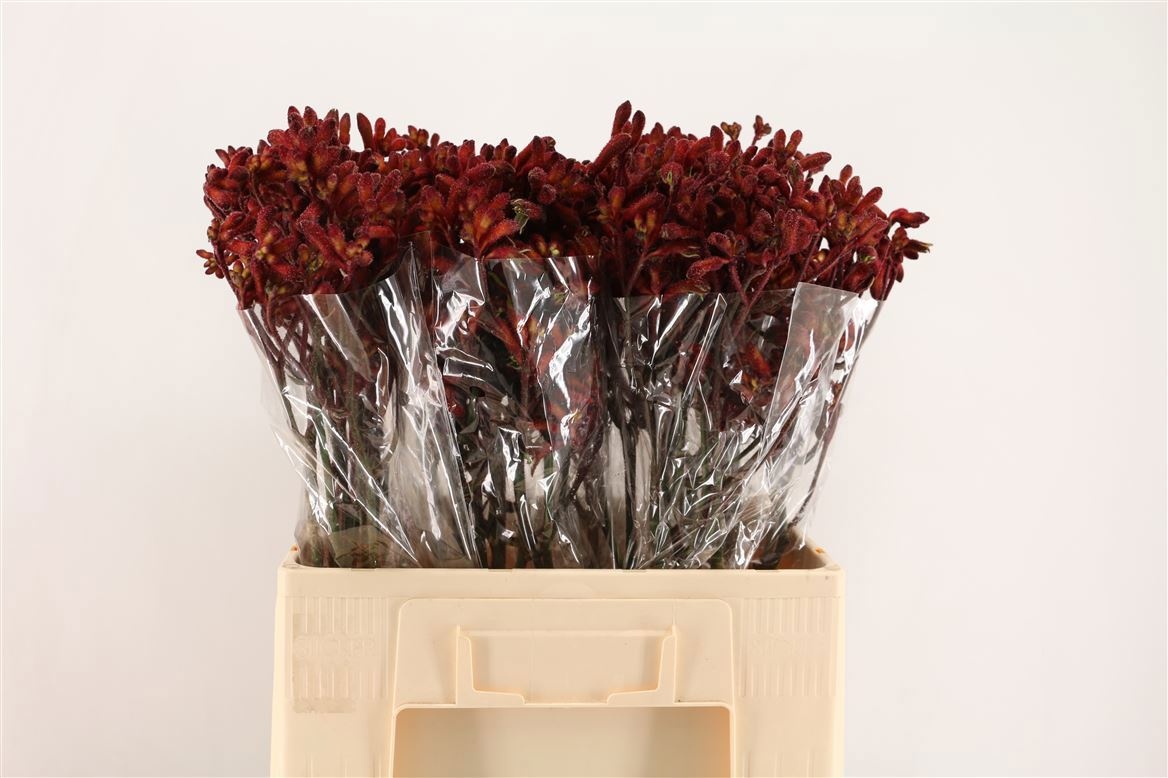 Anigozanthos Red Early Spring 60cm