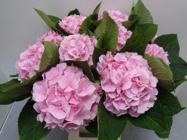 Hydrangea Verena Pink 60cm 18Ø