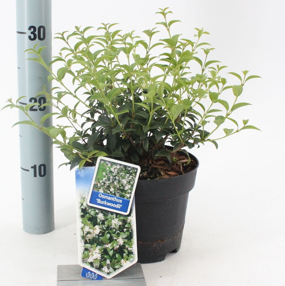 Picture of Osmanthus burkwoodii