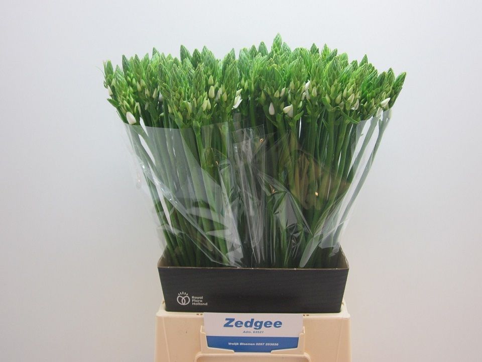 Ornithogalum Thyrsoides 50cm