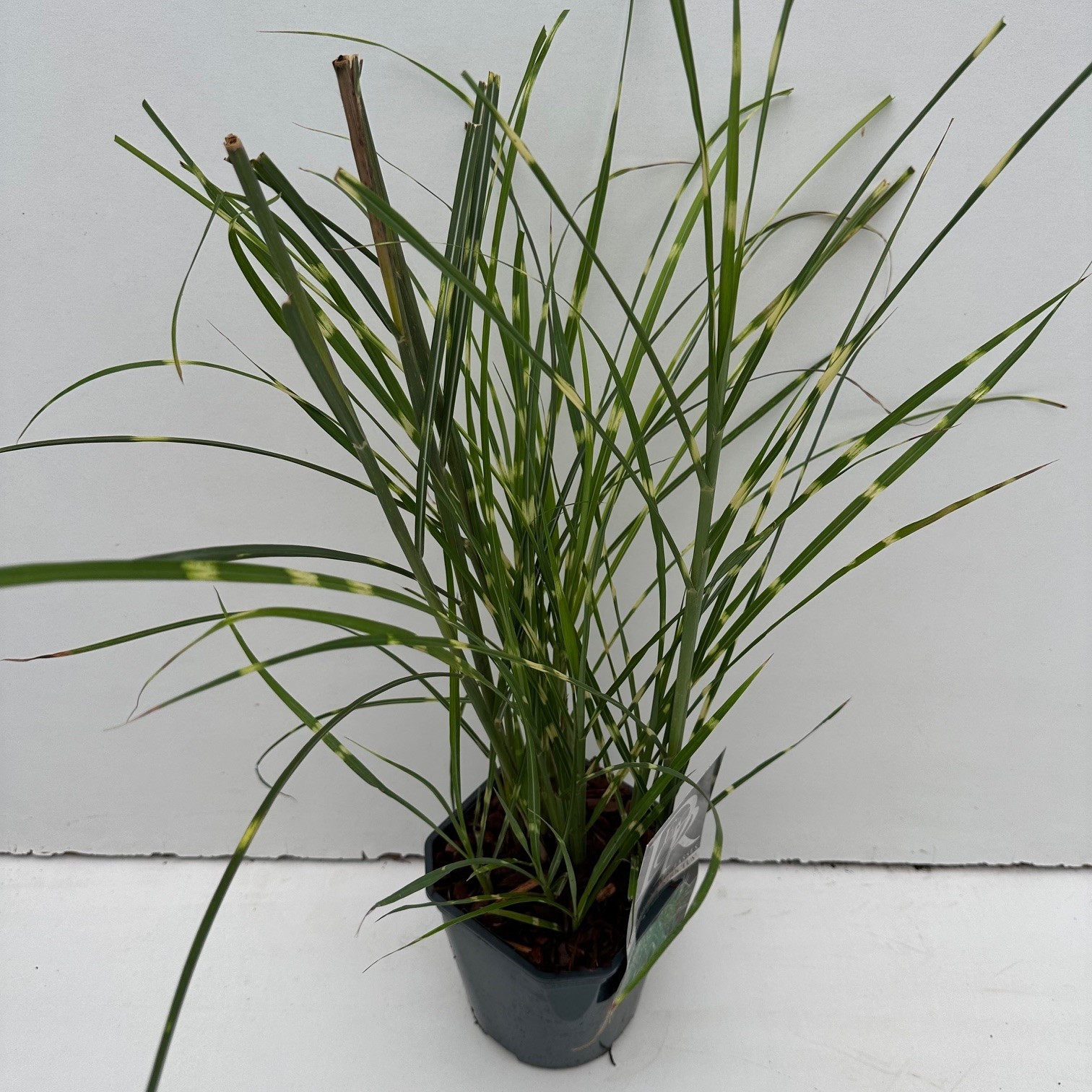 Picture of Miscanthus Strictus P17 (2 Ltr) Square