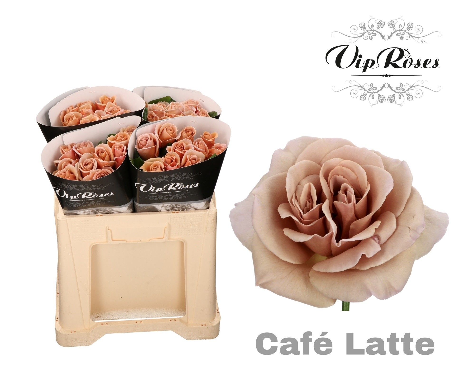 R Gr Cafe Latte
