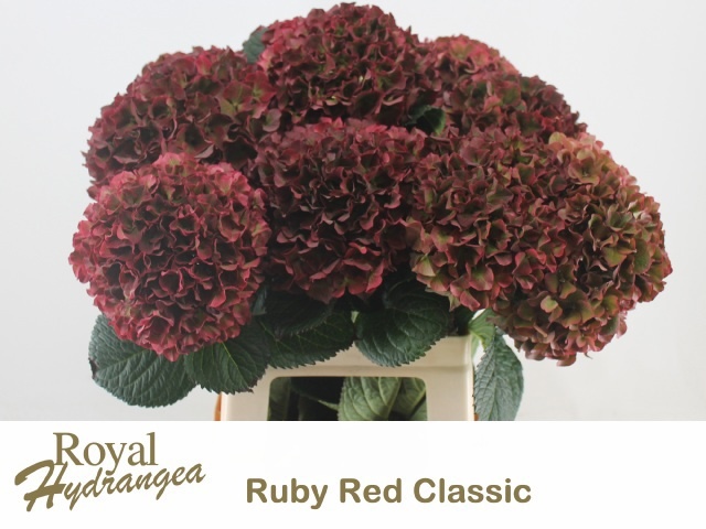 Hydrangea Ruby Red Classic 60cm 16Ø