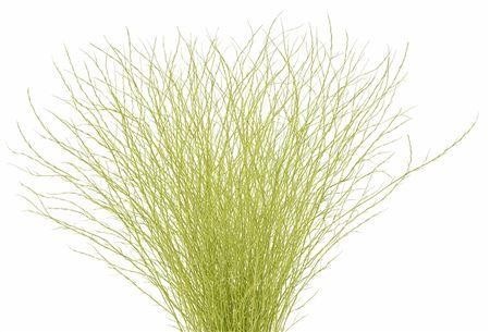 Betula Bs Kleurbeh