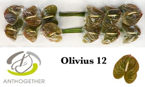 Anth A Olivius
