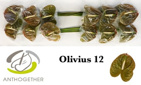 Anthurium Olivius 13Ø