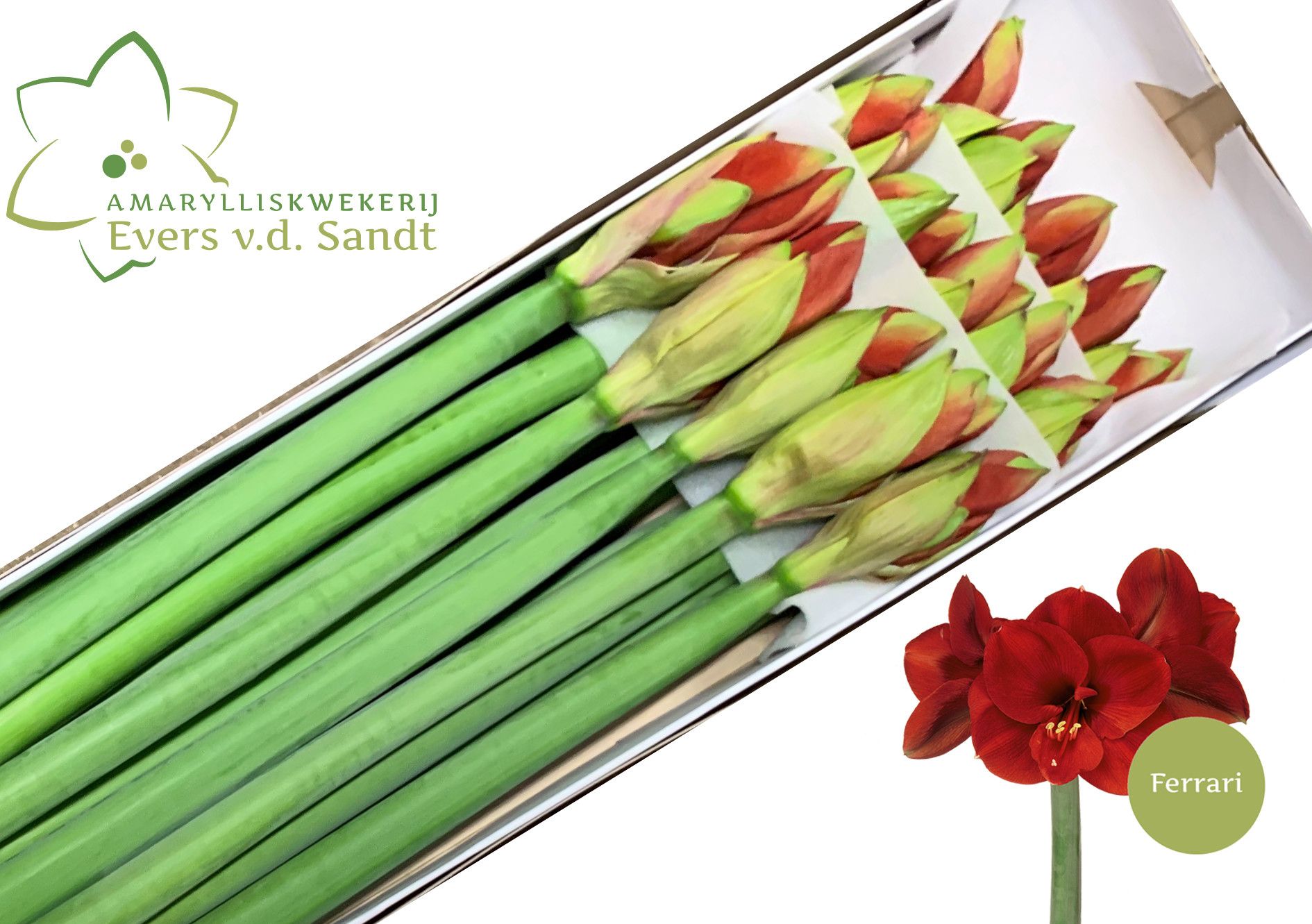 Hippeastrum Ferrari 4bl