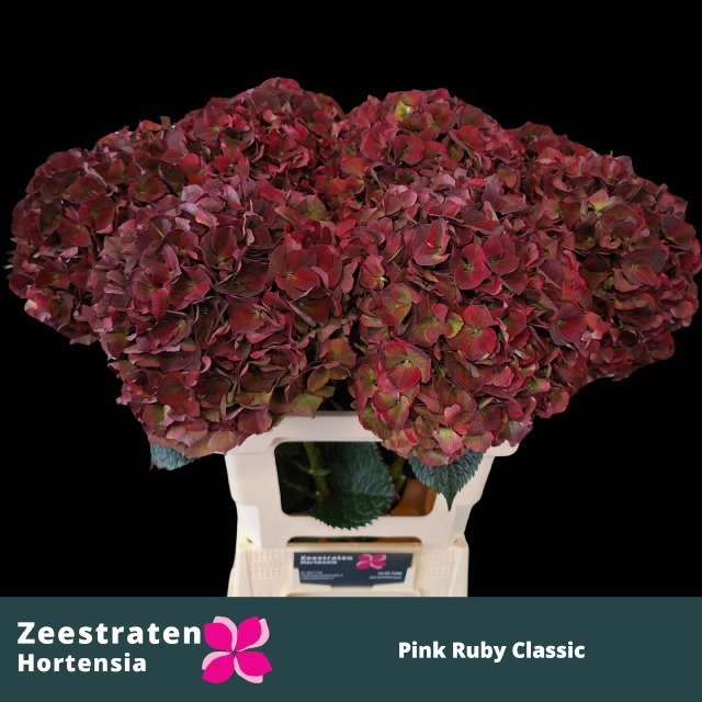 Hydrangea Ruby Pink Classic 60cm 20Ø