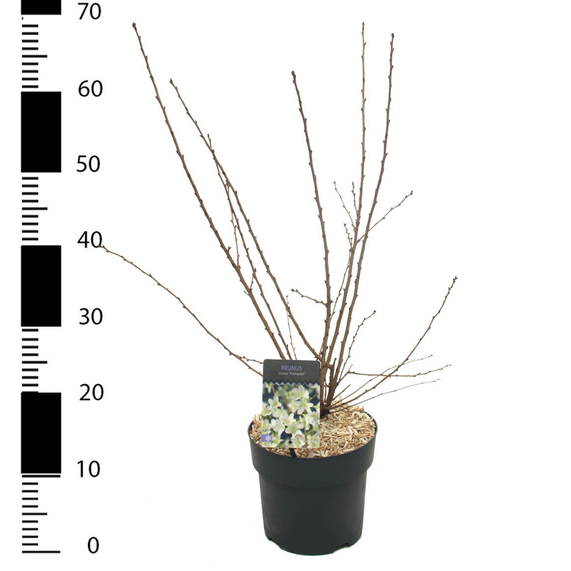 Picture of Prunus incisa 'Yamadei'