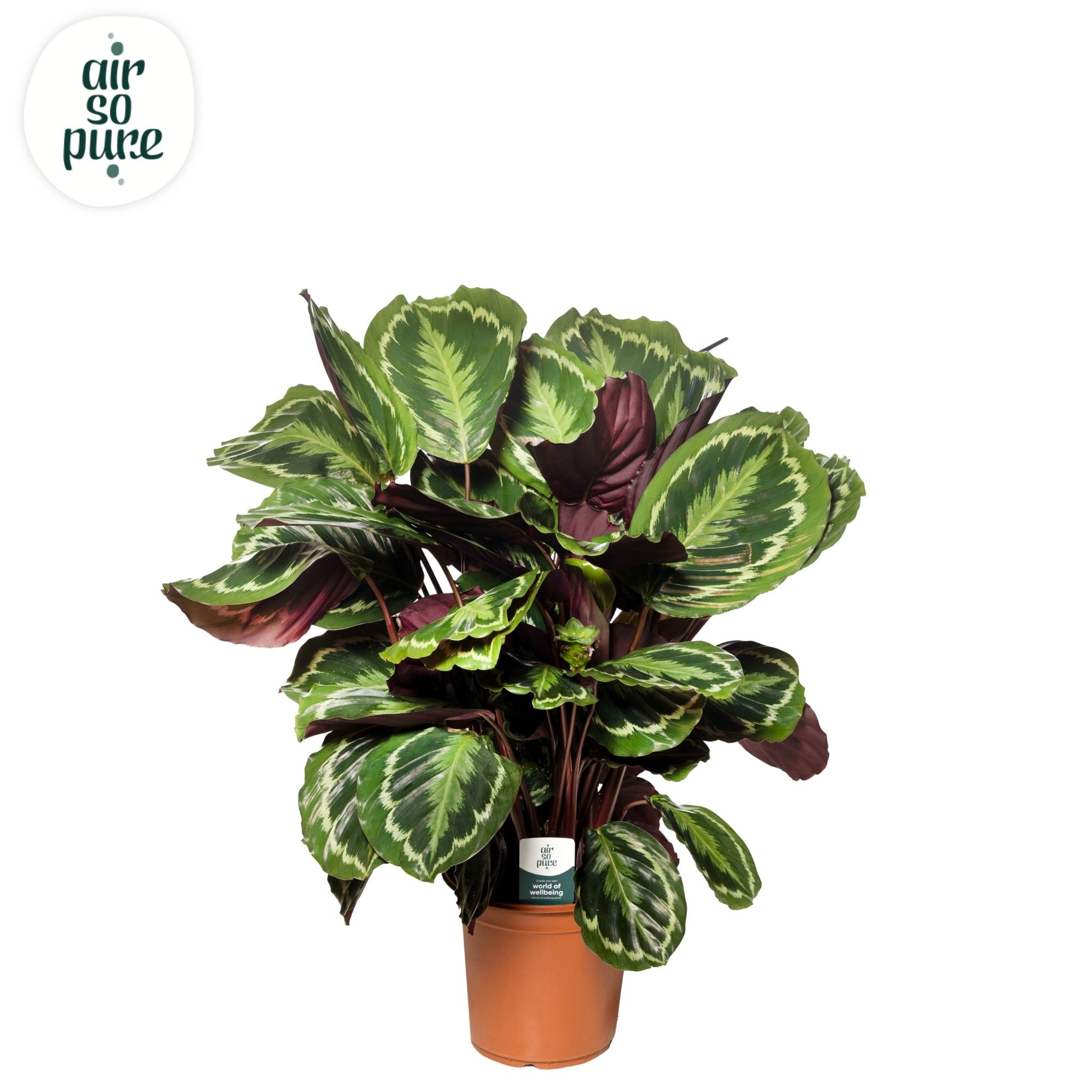 Calathea 'Medallion'