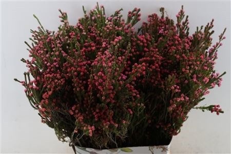 Erica Per Bunch 50cm