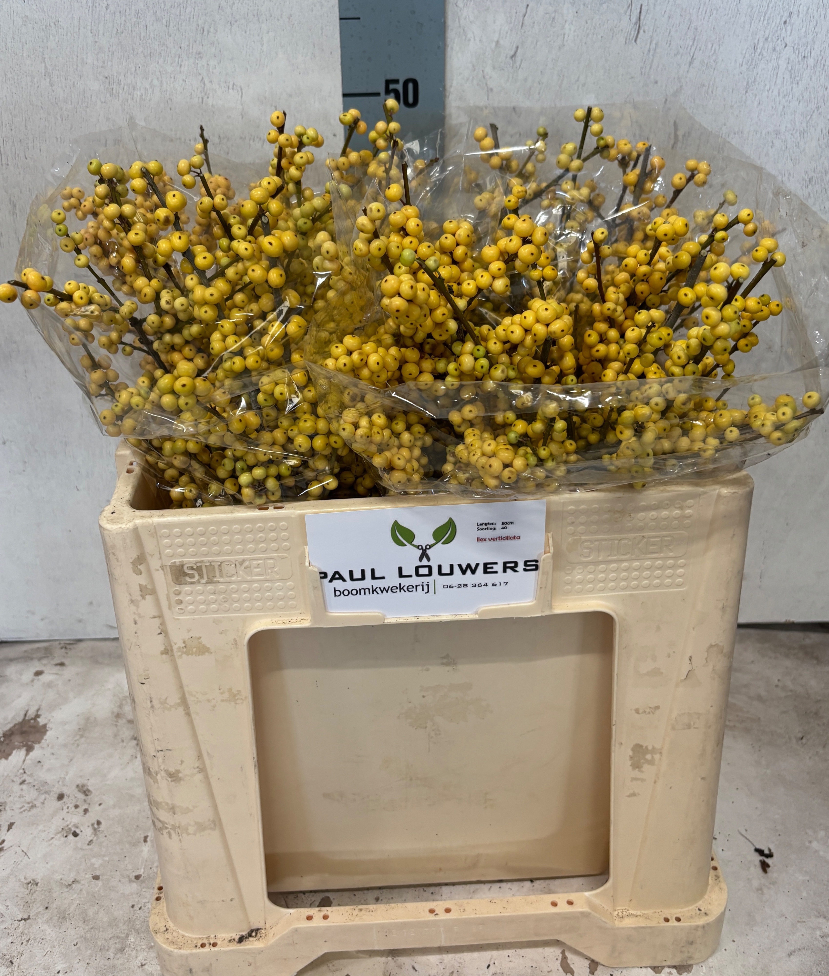 Ilex Citronella 50cm