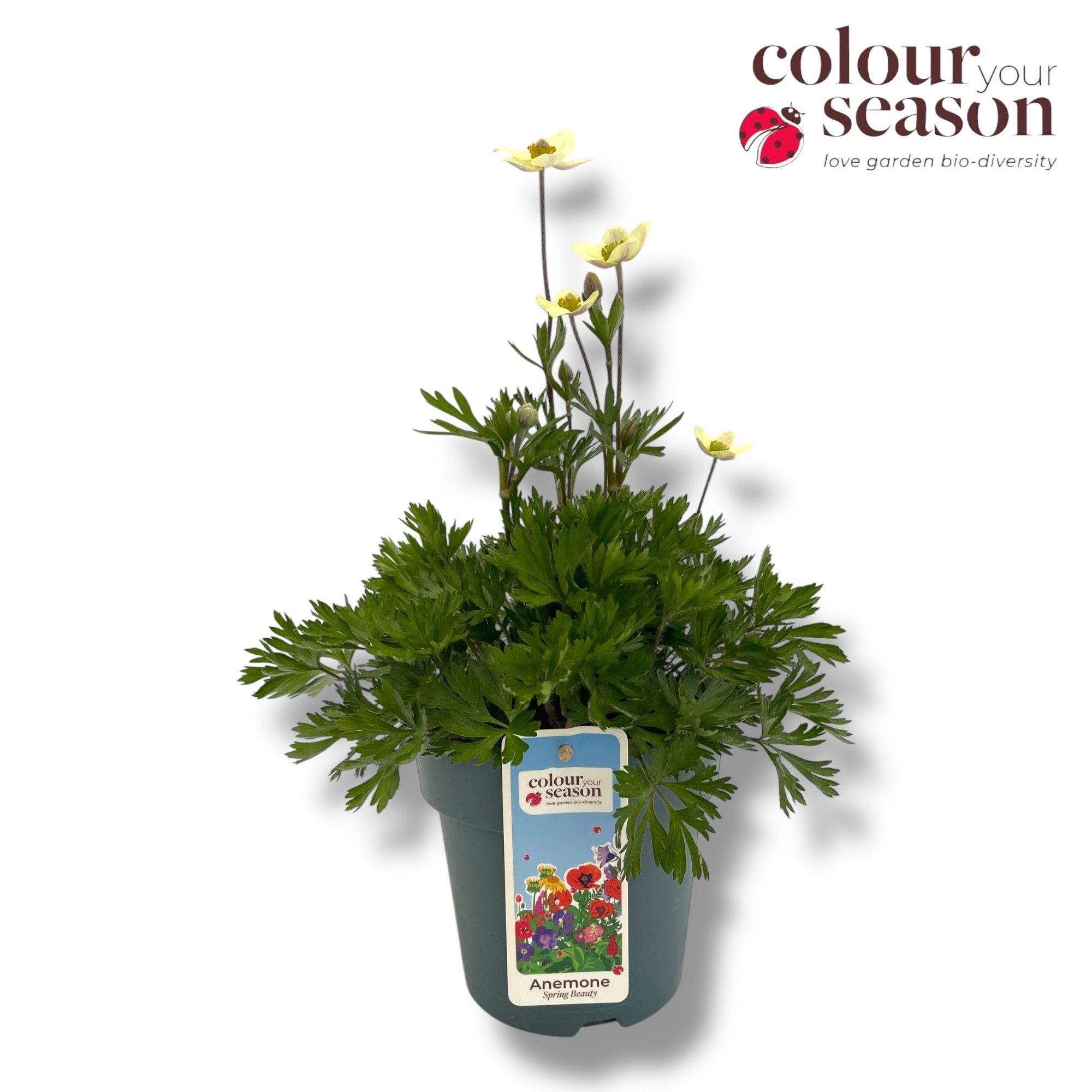Anemone lesseri Spring Beauty White ('Anem079')