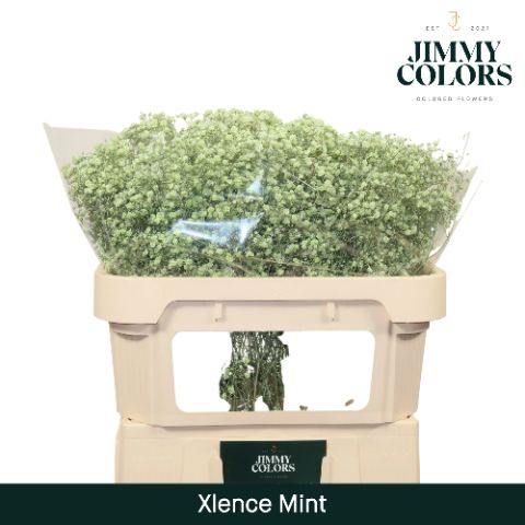 Gyps Xlence L70 Mint