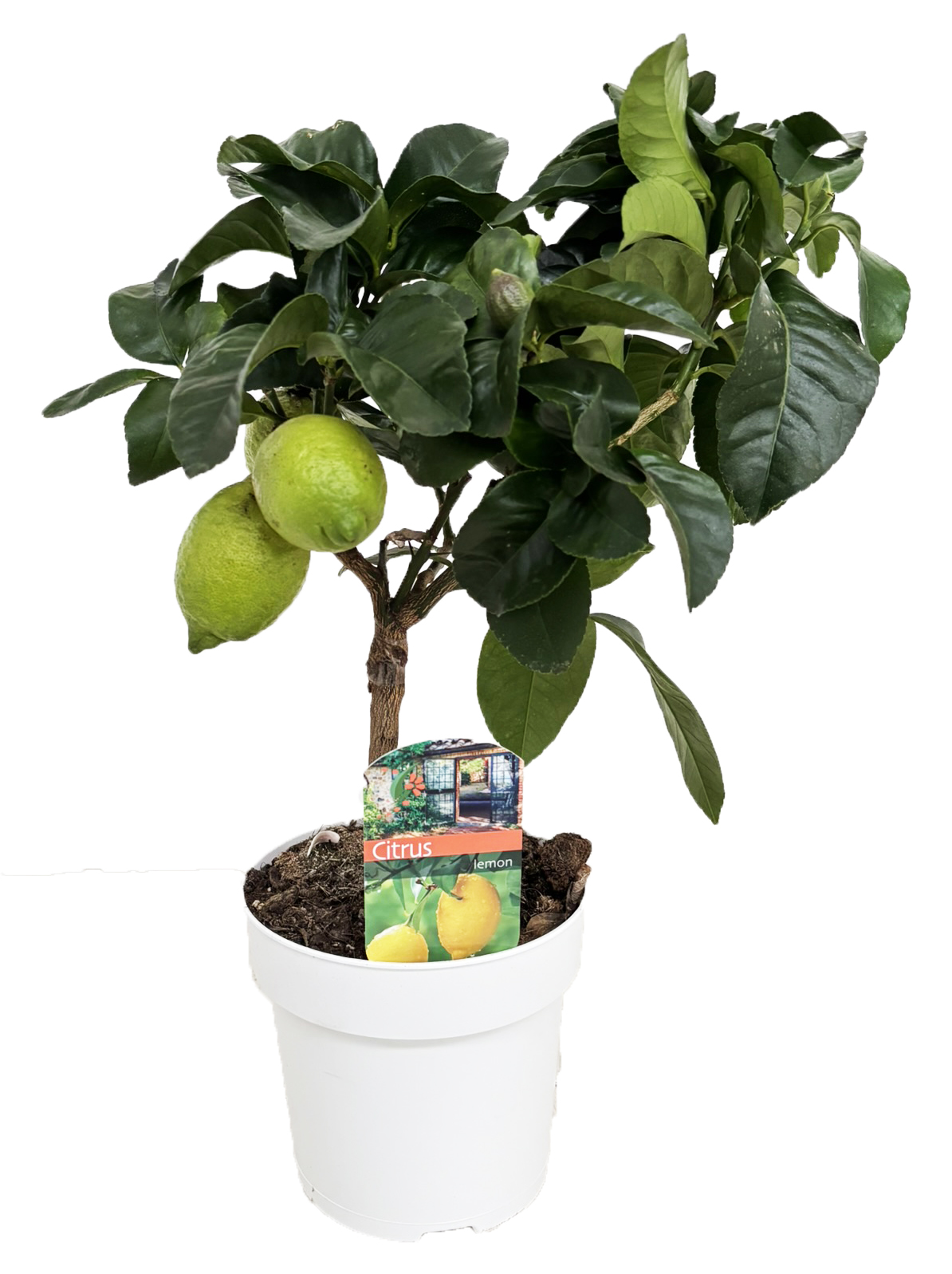 Picture of Citrus lemon P14 STD/6 FRUIT