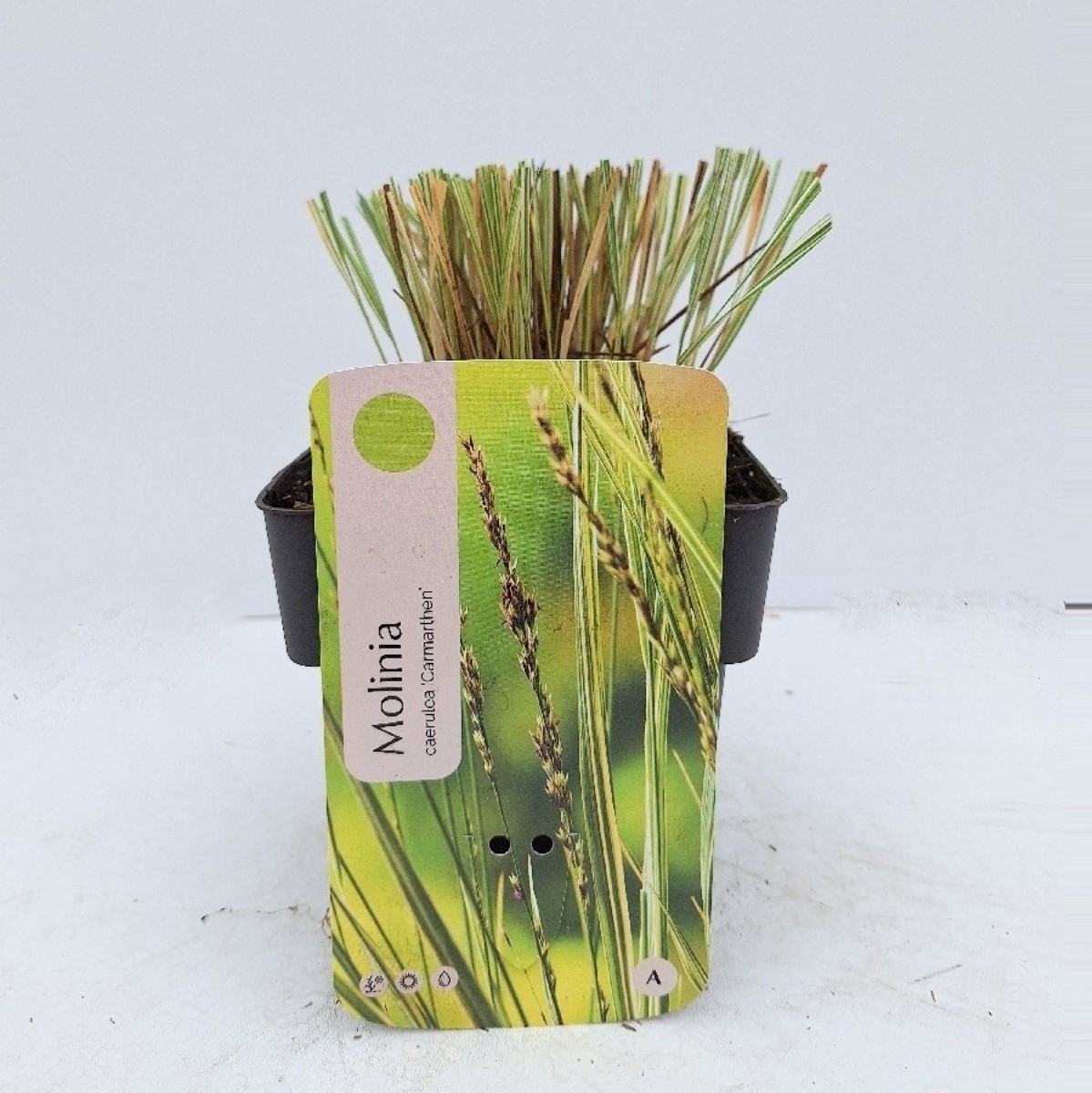 Molinia caerulea 'Carmarthen'